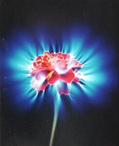 Kirlian photograph of a flower showing a luminous aura fringe around its petals