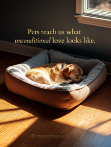 Pets teach us what unconditional love looks like. An empty dog bed in a warm beam of afternoon sunlight with a worn collar resting on the cushion, representing the depth of anticipatory grief that comes with loving an aging pet.